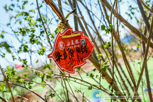 悬挂植树认养牌，寄托对河湖生态的美好祝福