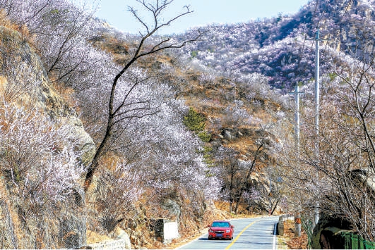 安四路两侧山桃花盛开。（何建勇 摄）