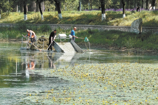 龙潭中湖公园湖面除草