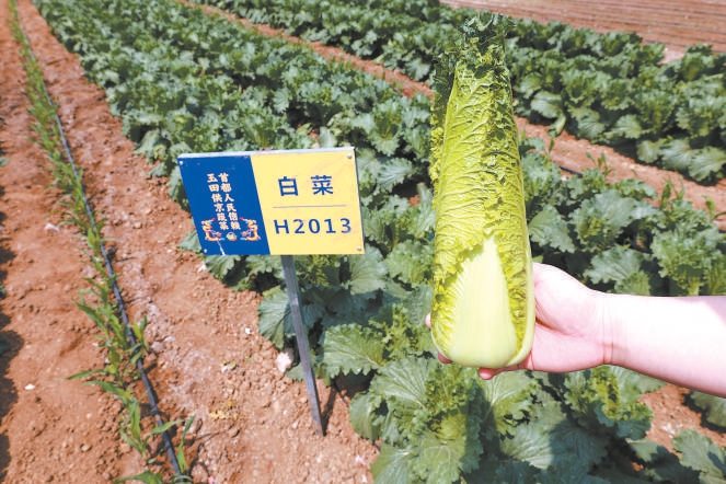 图为玉田春季包尖白菜。 （石国良 摄）