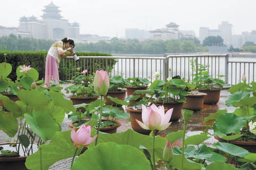 莲花池公园荷花争相开放