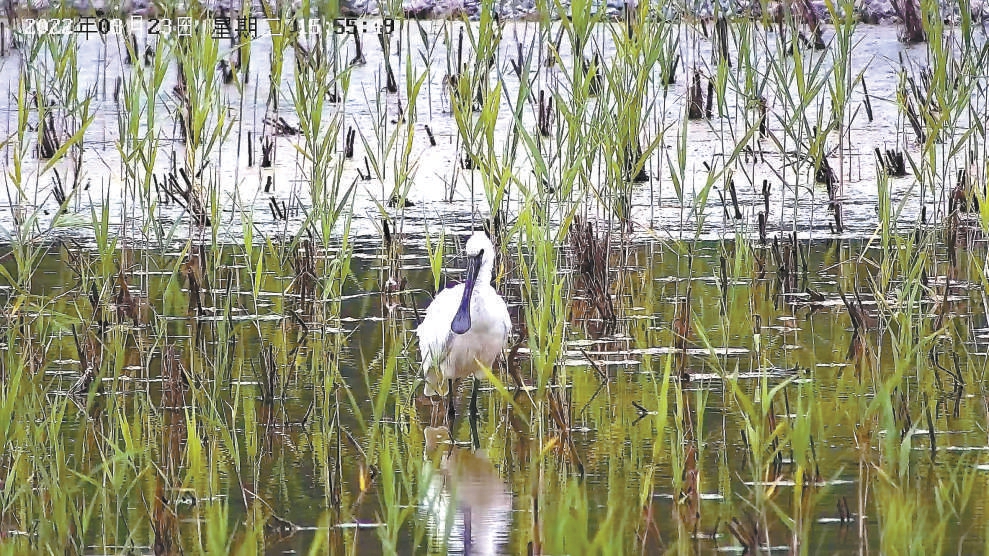 妫水河湿地首现黑脸琵鹭 试点应用AI识别装备监测鸟类