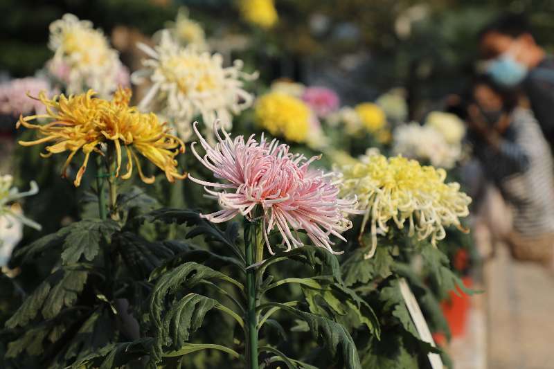 国家植物园菊花展