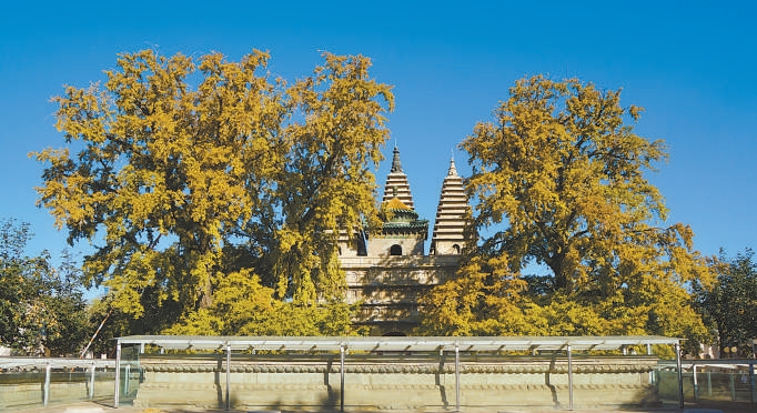 位于北京石刻艺术博物馆院内的两株古银杏。 位于北京石刻艺术博物馆院内的两株古银杏。