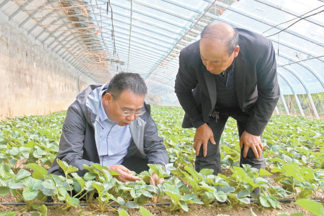 农学专家李志强（左）进村指导农户。