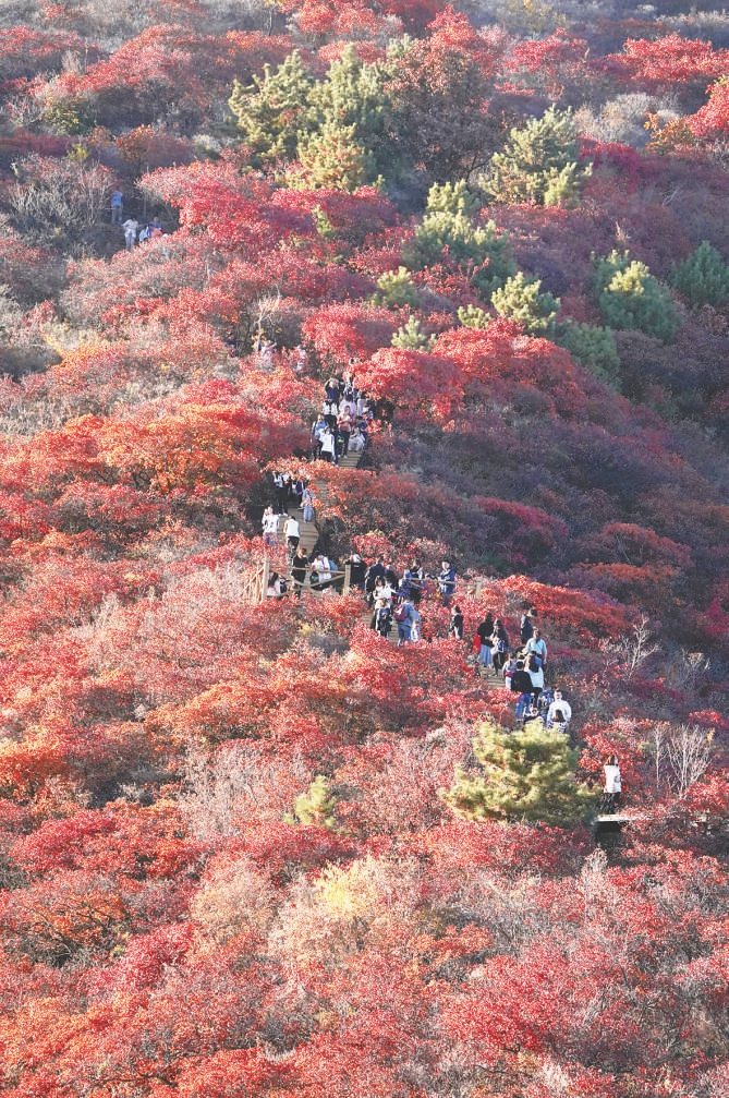 沿着山脊步道游览，歇脚俯瞰，满眼都是层林尽染的金秋美景。