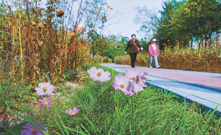 　西马庄公园内花木缤纷多彩，居民惬意漫步。