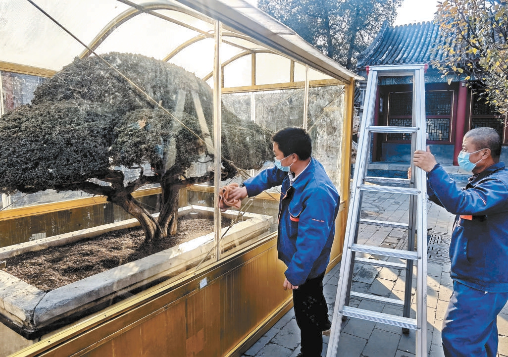 颐和园乐寿堂前两株已逾百年的翠柏住进阳光棚。