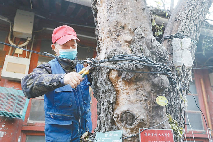 工作人员清除缠绕在古树上的电线、铁丝，给古树“松绑”。