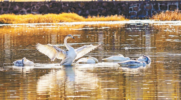 密云水库鸟类 密云水库鸟类