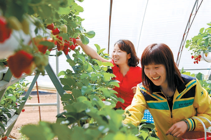 富有特色的草莓新品为京郊草莓园带来了人气。