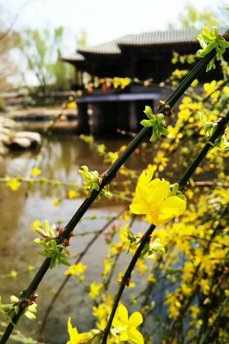 晓见一花开，春光四面来。迎春株型铺散，柔枝拱垂，金黄可爱。盛开之时满目灿烂，与园林建筑、湖光山色相映成趣，带来盎然生机。