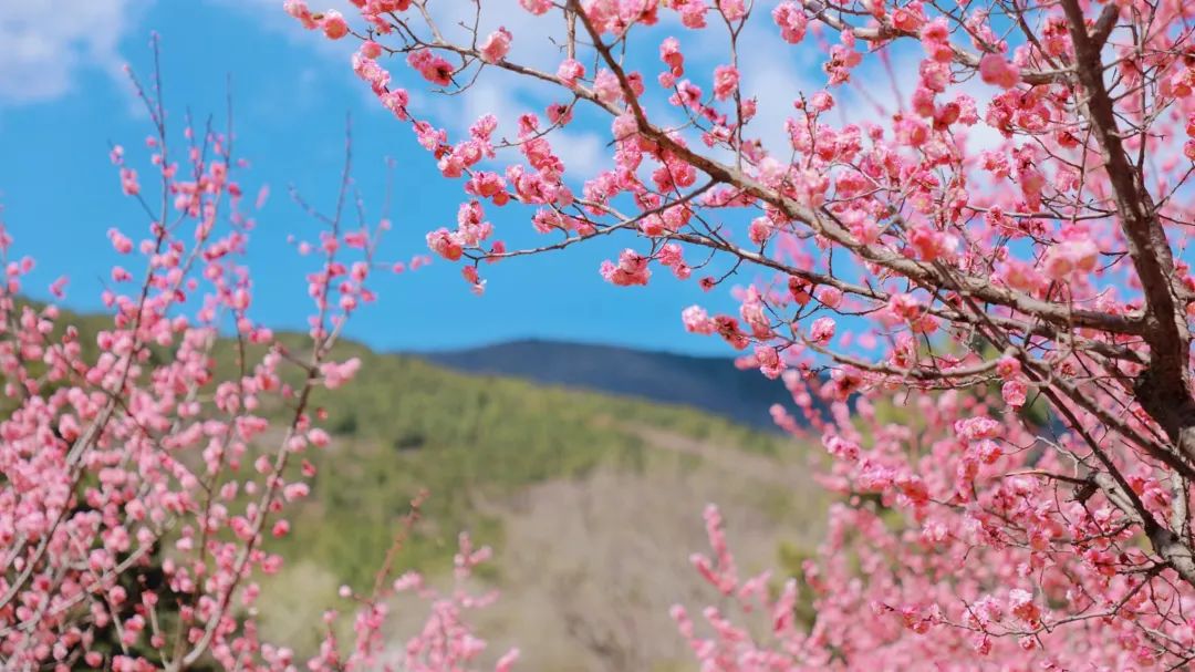 古典园林中青松翠竹环绕，不乏以梅花为主形成的专类观赏园，每年都吸引赏梅爱好者观赏记录不同品种梅花的多姿多彩。