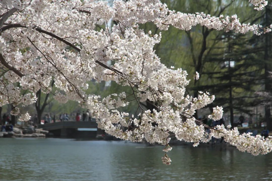 市属公园中的樱花不少，但能成为春季一景的首推玉渊潭公园。玉渊潭公园里的樱花大体分为早樱、中樱和晚樱，因品种不同，次第开放可持续一个月，是北方地区最大的樱花观赏园之一。