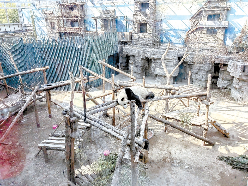 北京动物园要接回在美生病的熊猫 大家纷纷去给丫丫号房子