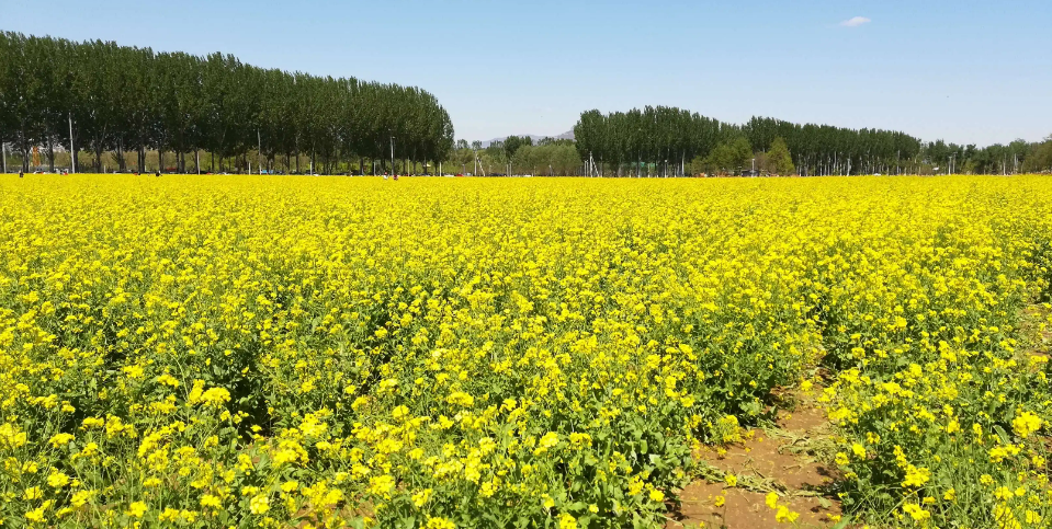 怪村油菜花田，郊游一定不可错过
