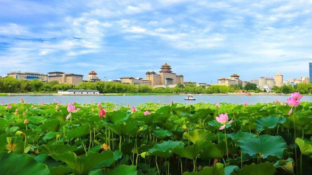 莲花池公园，林水相依，花与鸟的天堂