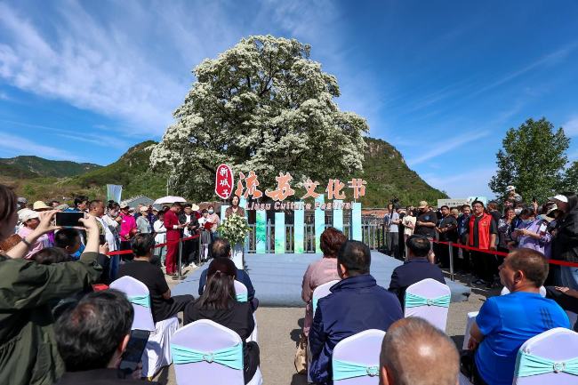 又见“五月雪” 密云新城子镇举办首届流苏文化节