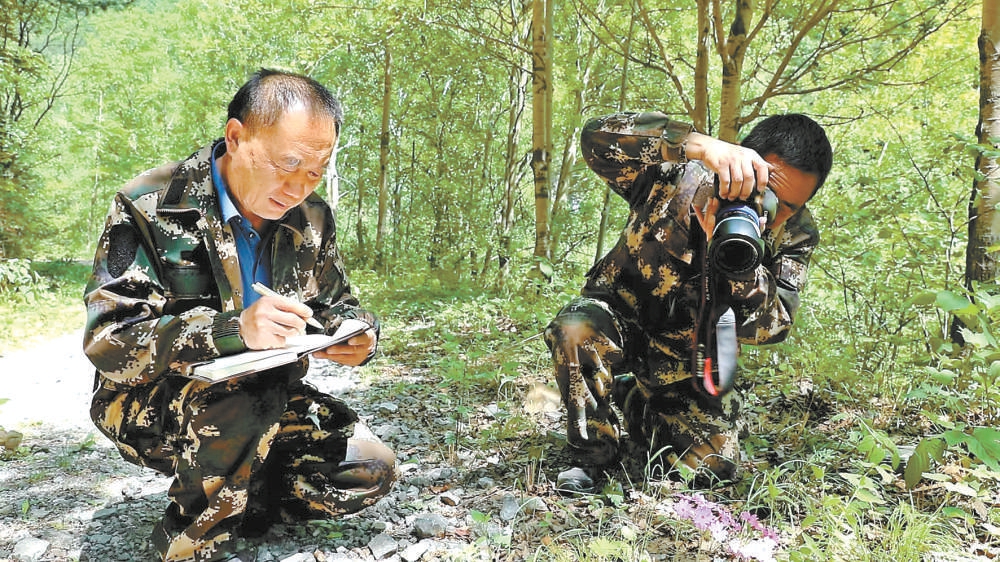 雾灵山林场职工正在对保护区内的野生资源进行普查。
