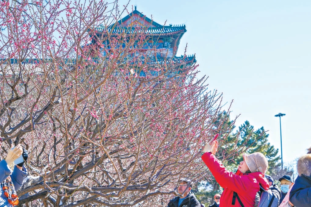 昨天,第十九届北京明城墙梅花文化节开幕,市民游客赏梅花逛集市。 昨天,第十九届北京明城墙梅花文化节开幕,市民游客赏梅花逛集市。