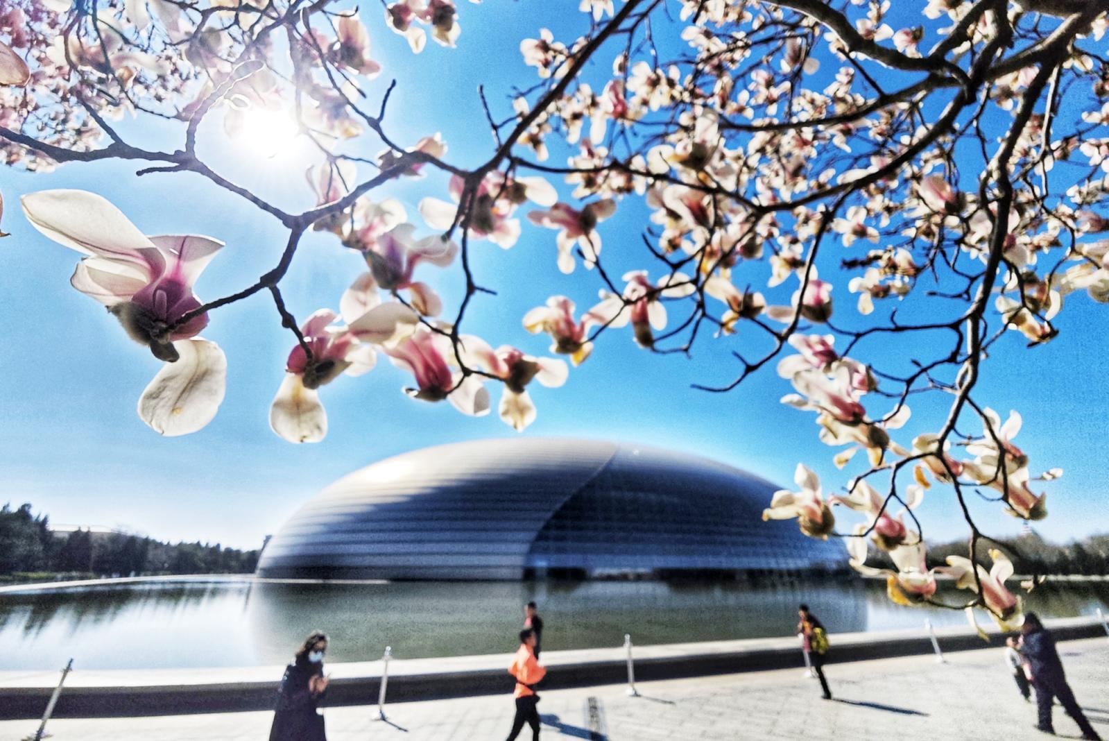 长安街这里绝美！玉兰开在“艺术”里，春光落在碧穹间