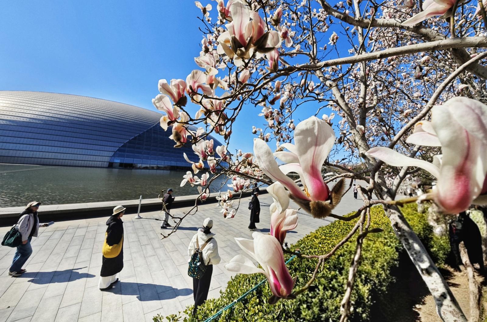 长安街这里绝美！玉兰开在“艺术”里，春光落在碧穹间