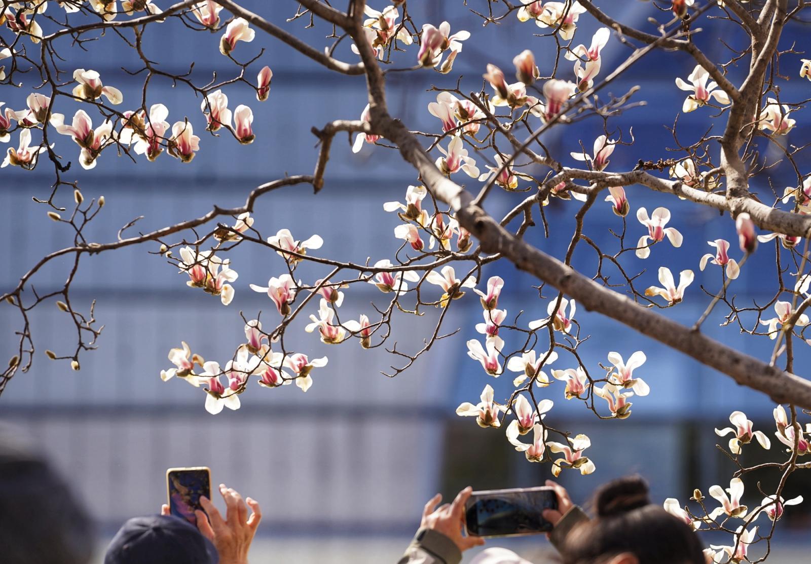 长安街这里绝美！玉兰开在“艺术”里，春光落在碧穹间