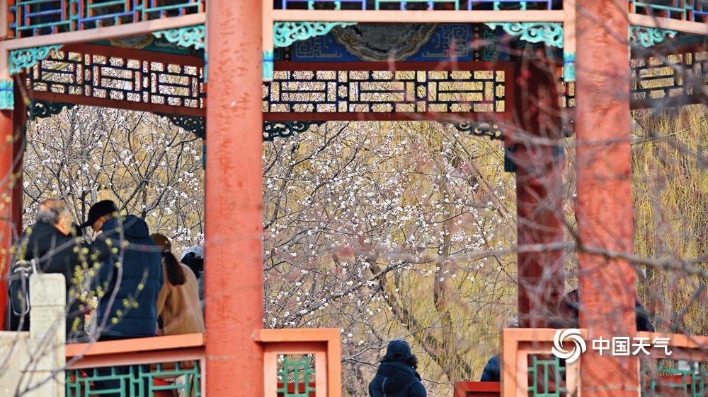 北京颐和园西堤春桃含苞 静待花开满枝