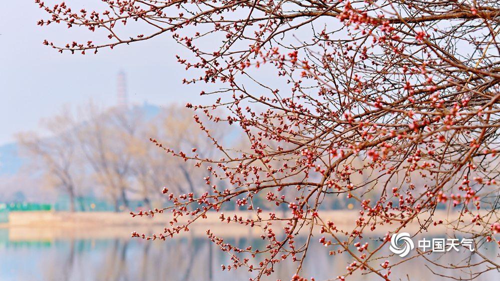 北京颐和园西堤春桃含苞 静待花开满枝