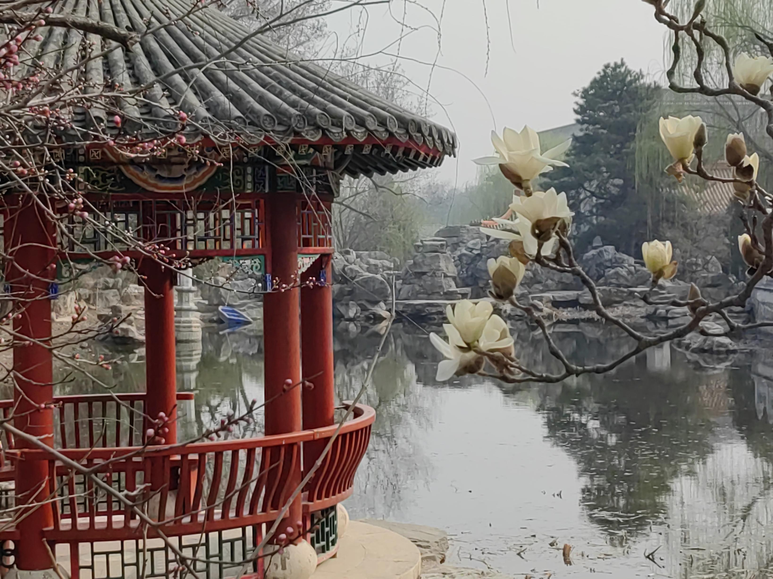 八大处公园杏花开，多种春花迎来最佳观赏期