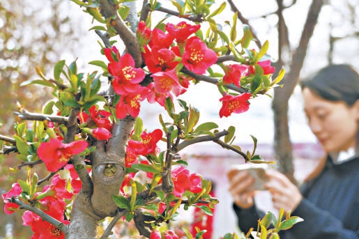 绽放的海棠花吸引游客欣赏、拍摄。 绽放的海棠花吸引游客欣赏、拍摄。