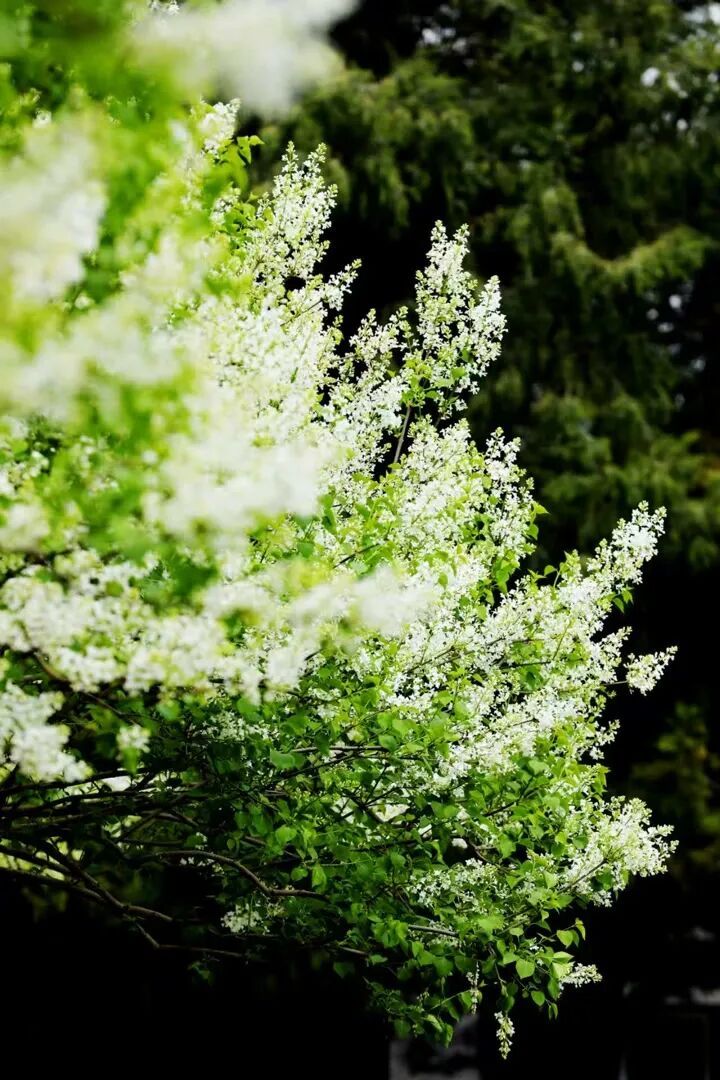 北京推出15条“最美园路”!点击收藏——