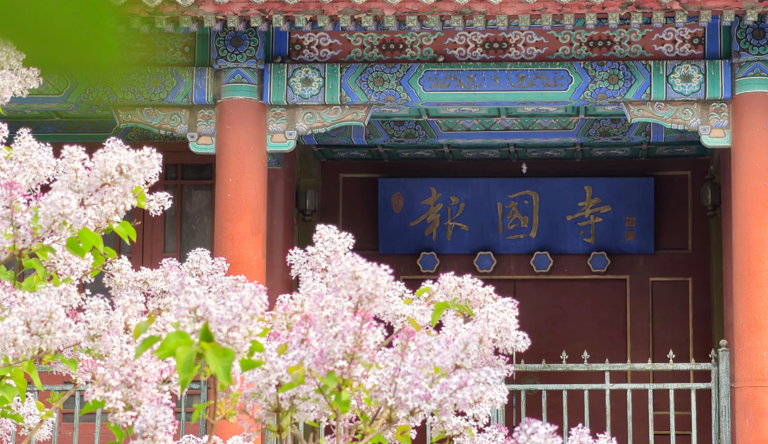 护国寺古刹已繁花成云!千年时光在花影里缓缓流淌 护国寺古刹已繁花成云!千年时光在花影里缓缓流淌