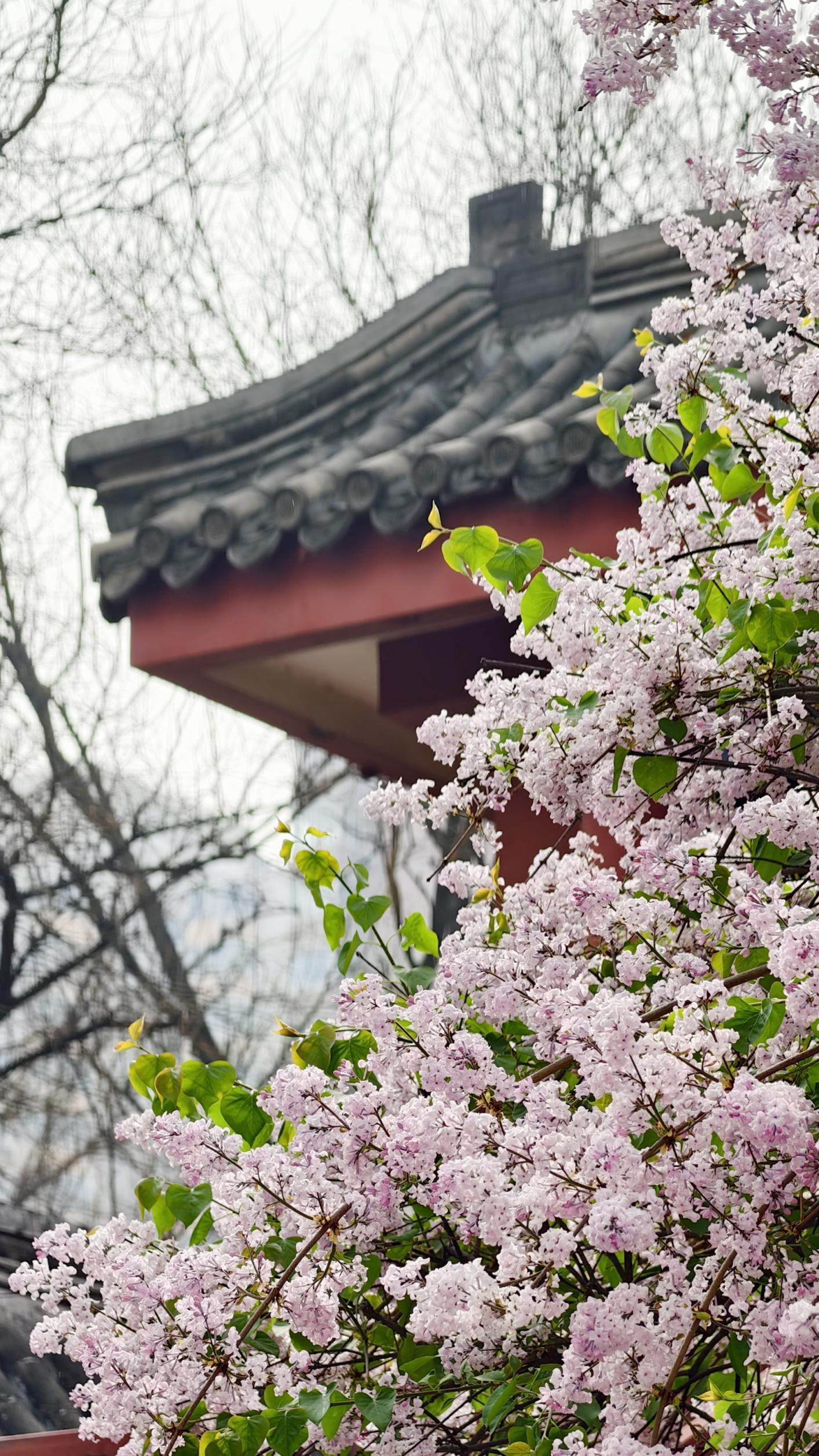 护国寺古刹已繁花成云!千年时光在花影里缓缓流淌 护国寺古刹已繁花成云!千年时光在花影里缓缓流淌