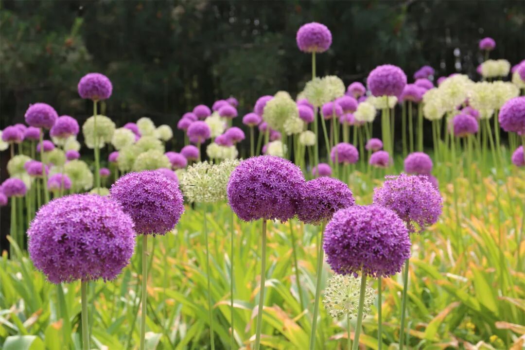 海淀这个4A级景区，有一片“棒棒糖”花海！