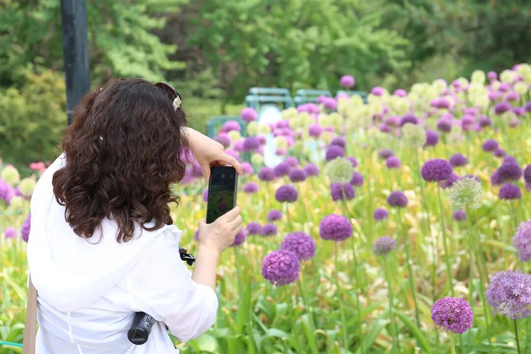 海淀这个4A级景区，有一片“棒棒糖”花海！