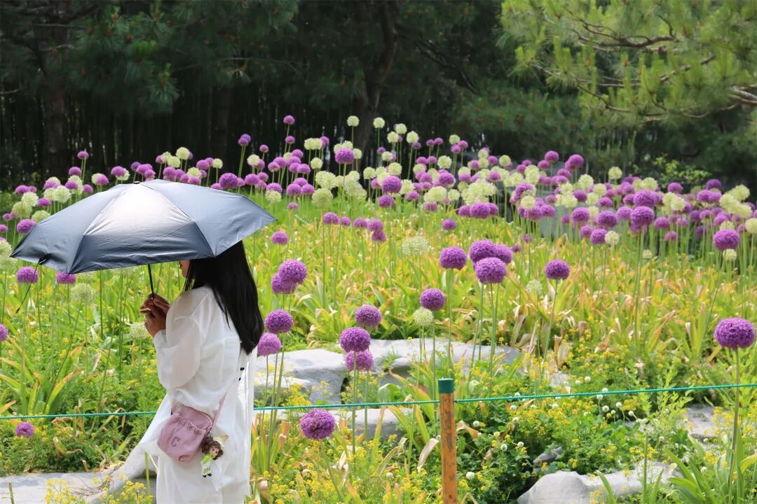 海淀这个4A级景区，有一片“棒棒糖”花海！