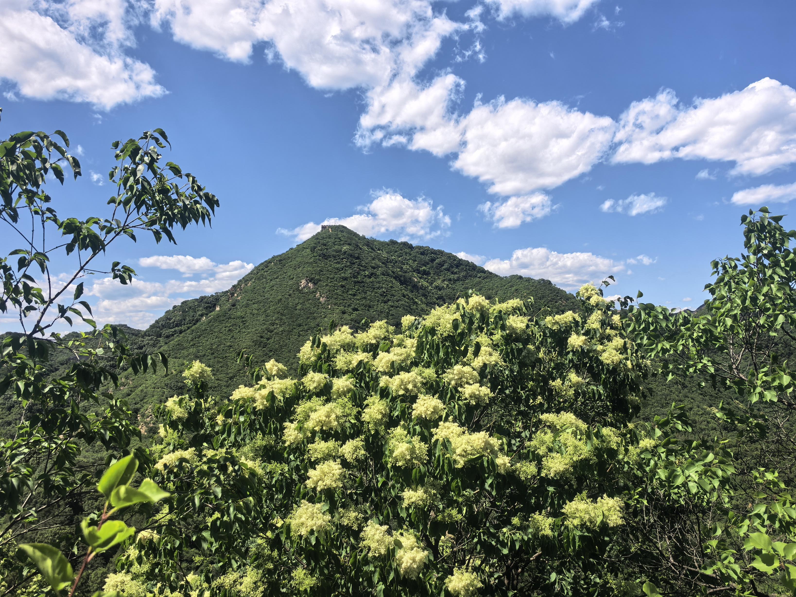 长城脚下再现“香雪海”,八达岭万亩暴马丁香绽放 长城脚下再现“香雪海”,八达岭万亩暴马丁香绽放