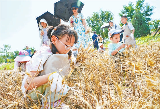 亲子家庭走进仿古农田体验夏收。