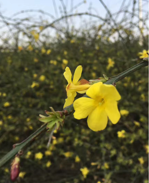 迎春花
