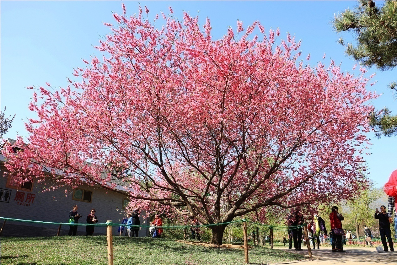 北京植物园桃花季图片