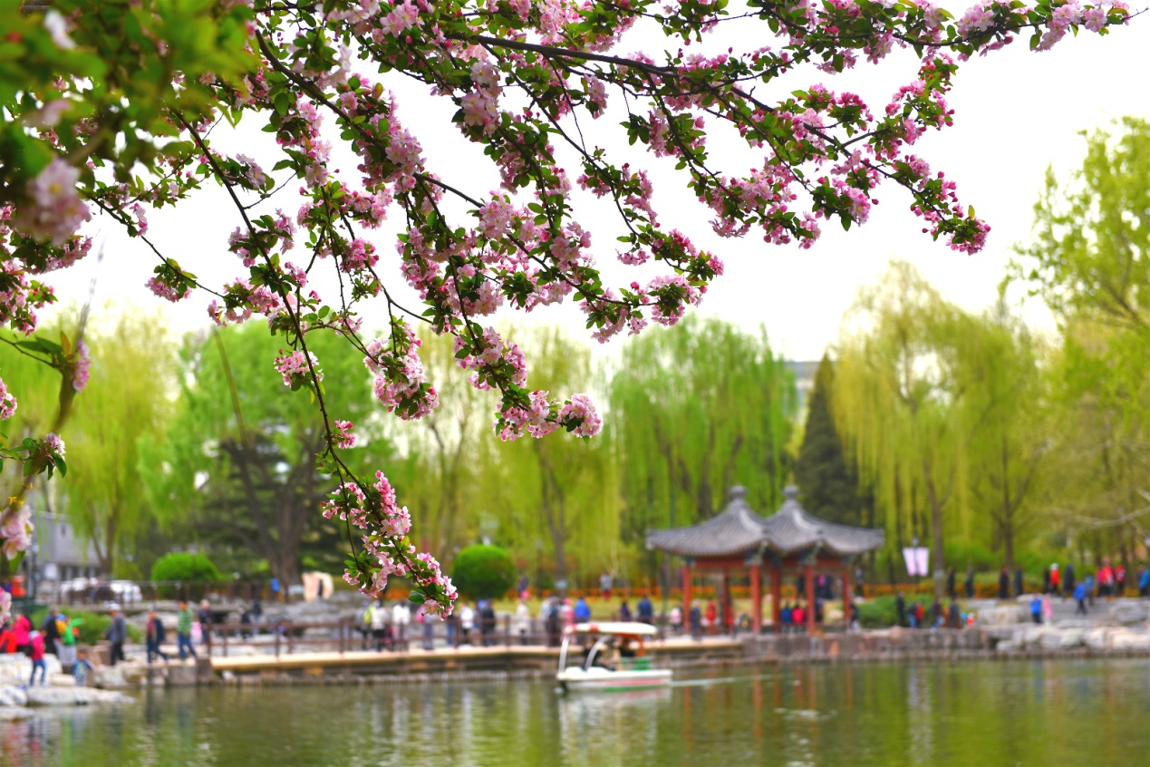 北京海棠园图片