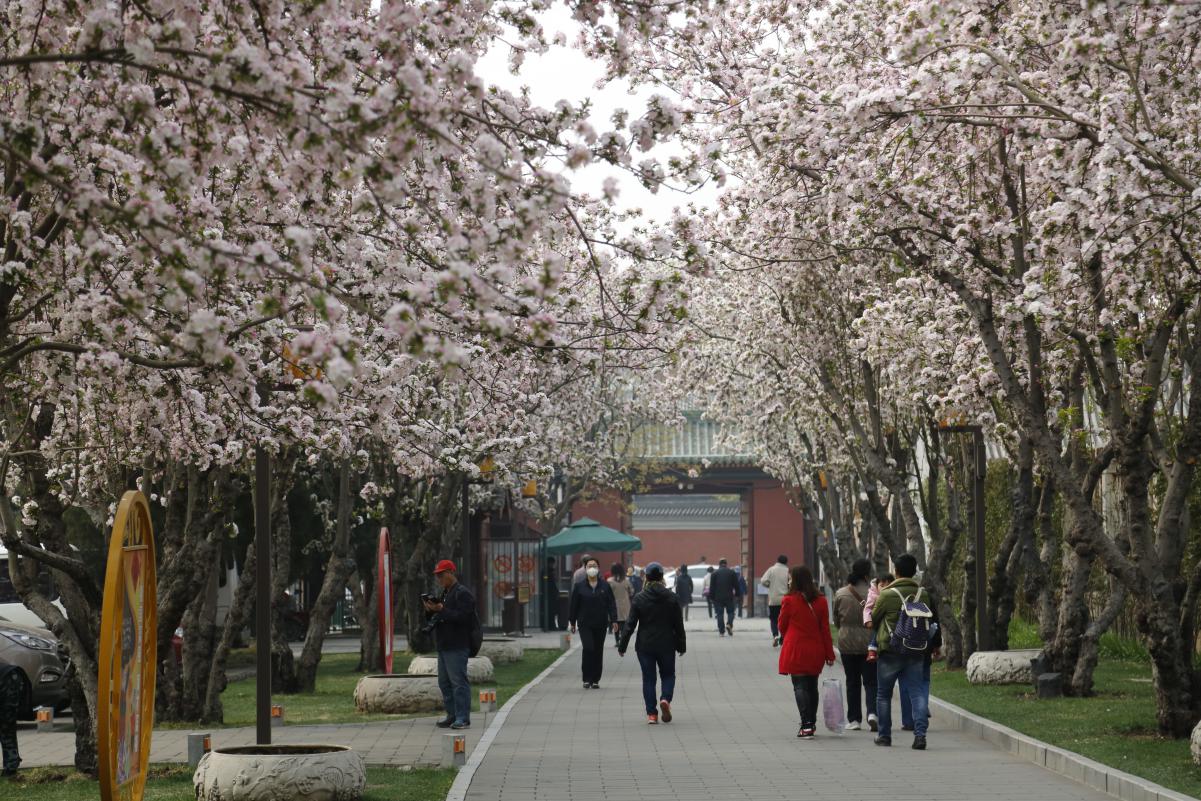 北海公园 太液池西岸海棠（往年资料）