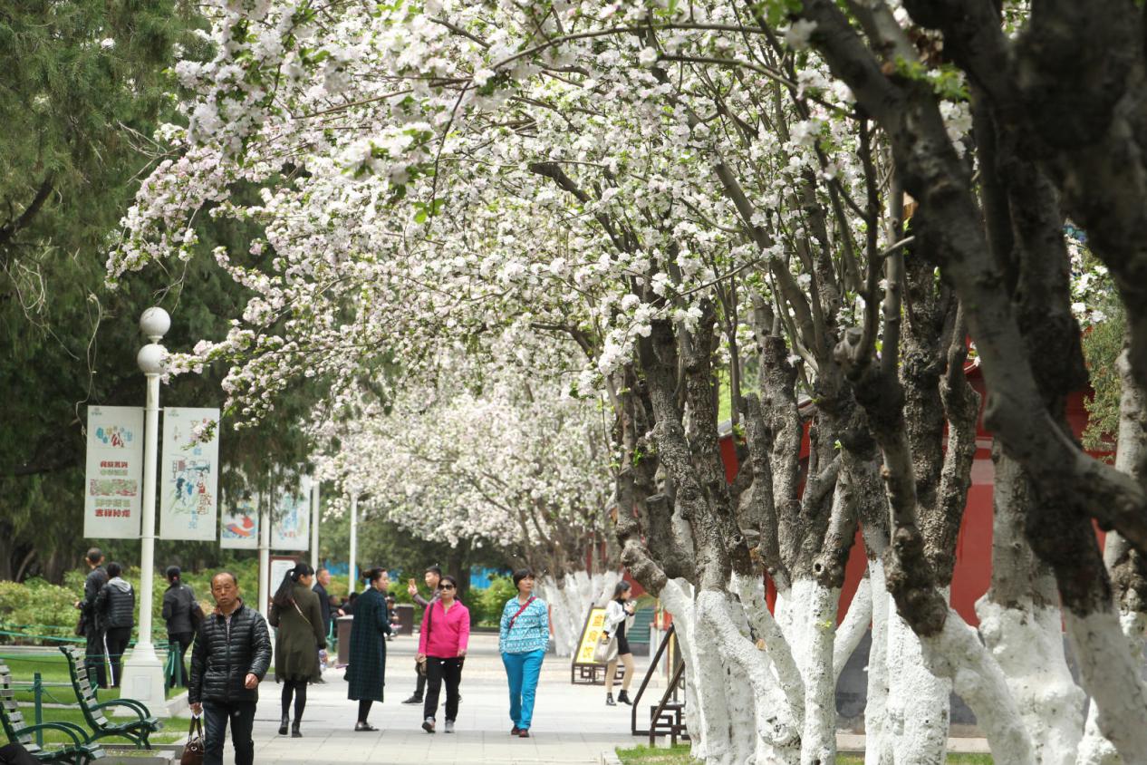 中山公园 海棠路（往年资料）