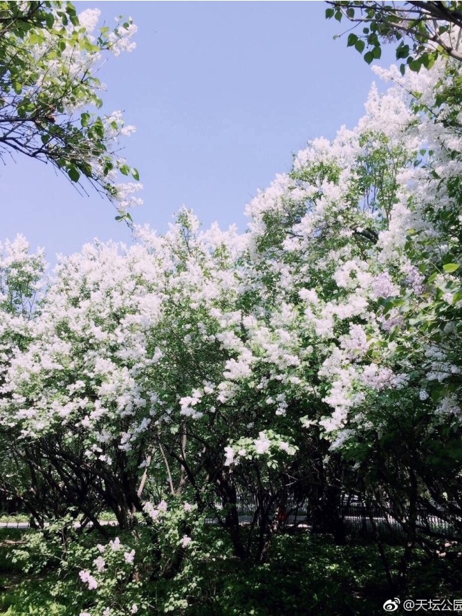 天坛公园 丁香林（往年资料）