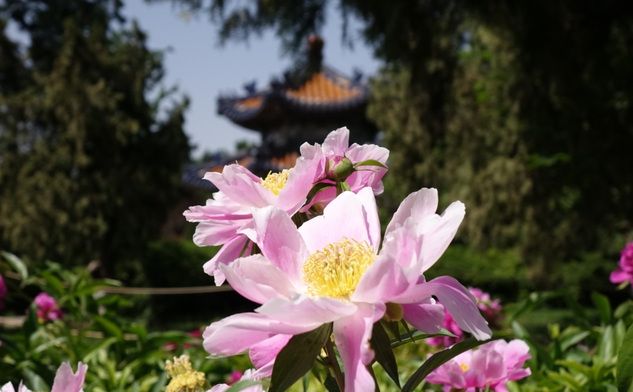 天坛公园（百花园）（往年资料）