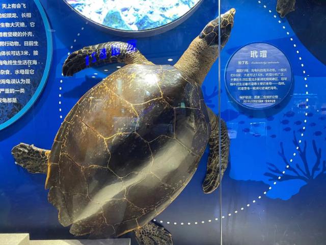 百种珍稀水生动物标本展出.jpeg