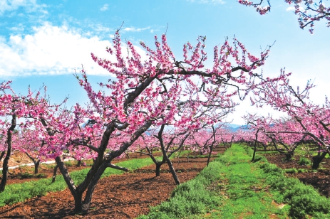 北京平谷第二十三届桃花节开幕