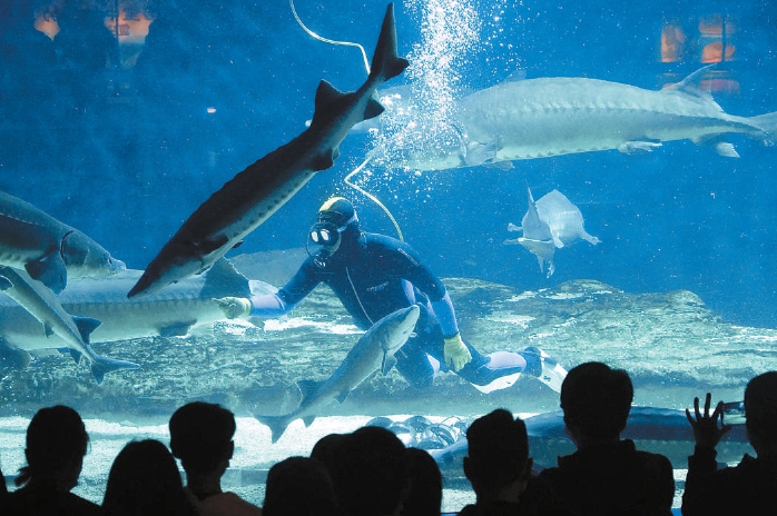 海洋馆上演 “海洋吃货养成记”
