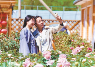 妫州牡丹园花开正艳